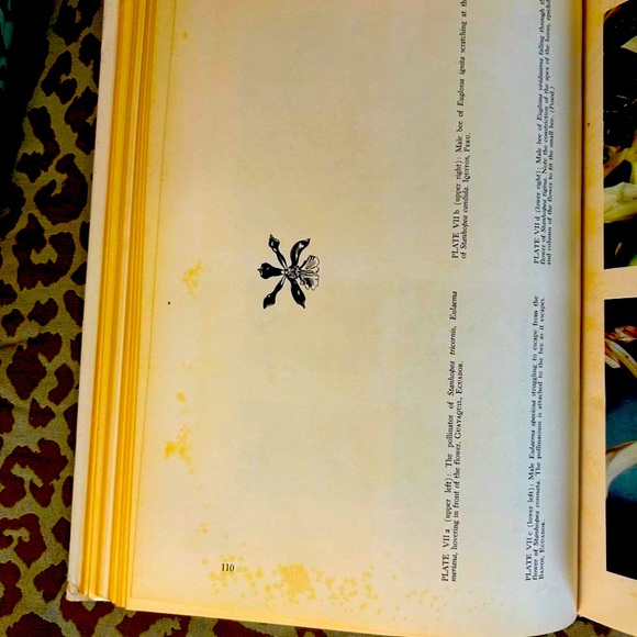 Orchid Flowers: Their Pollination and Evolution Hardbound Reference Book - Picture 5 of 12